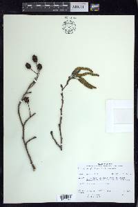 Alnus glutinosa image