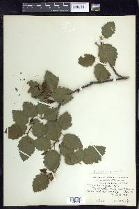 Alnus incana subsp. tenuifolia image