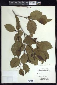 Alnus incana subsp. tenuifolia image