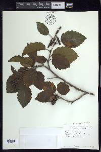 Alnus incana subsp. tenuifolia image