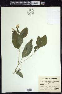 Impatiens pallida image