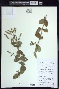 Mentha × rotundifolia image