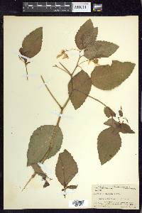 Impatiens pallida image