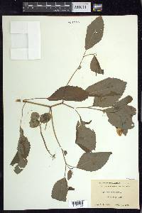 Impatiens pallida image