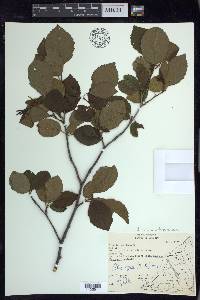 Alnus incana subsp. rugosa image