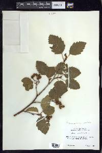 Alnus incana subsp. tenuifolia image