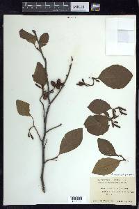 Alnus incana subsp. rugosa image