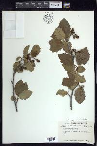 Alnus incana subsp. tenuifolia image