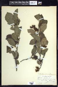 Alnus incana subsp. rugosa image