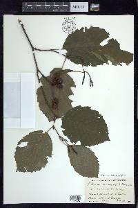 Alnus incana subsp. rugosa image