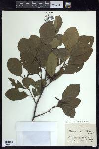 Alnus incana subsp. rugosa image