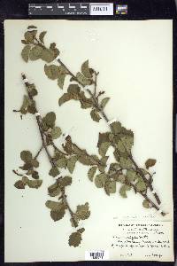 Alnus incana subsp. tenuifolia image