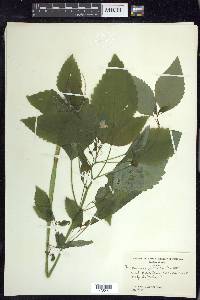 Impatiens pallida image