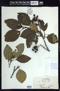 Alnus rubra image