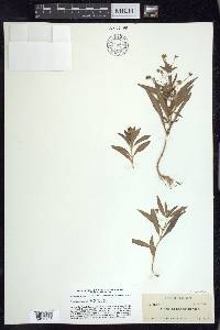 Lysimachia lanceolata image