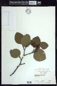 Alnus viridis subsp. crispa image