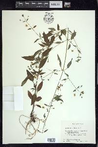 Lysimachia radicans image