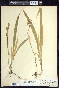 Iris tenuis image