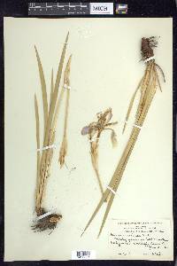 Iris missouriensis image