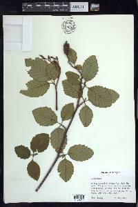 Alnus rubra image