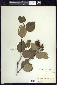 Alnus viridis image