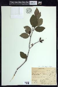 Alnus viridis subsp. crispa image