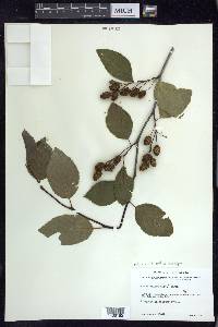 Alnus viridis image