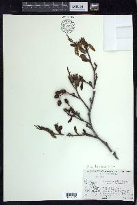 Alnus viridis subsp. crispa image