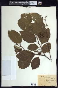 Alnus rubra image