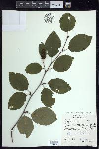 Alnus viridis image