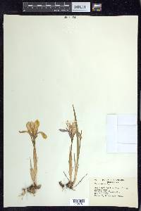 Iris verna image