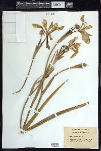 Iris virginica image