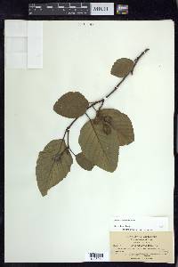 Alnus rhombifolia image