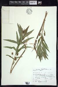 Lysimachia thyrsiflora image