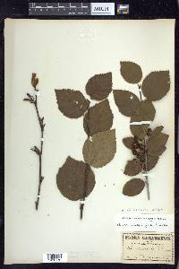 Alnus viridis image