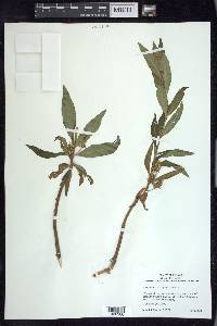 Lysimachia thyrsiflora image