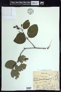 Alnus viridis image