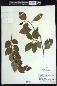 Alnus viridis image