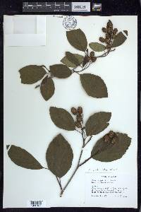 Alnus viridis image