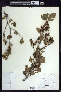 Alnus viridis subsp. crispa image