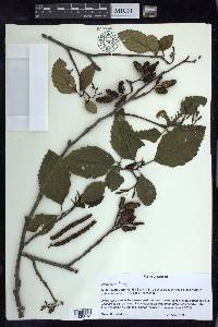 Alnus rubra image