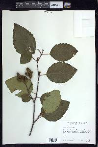 Alnus rubra image