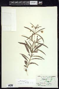 Lysimachia lanceolata image