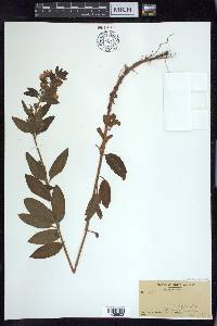 Lysimachia punctata image