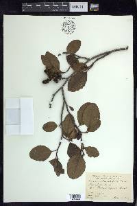 Alnus rhombifolia image