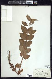 Lysimachia punctata image