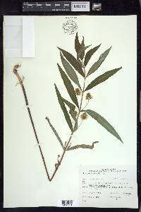 Lysimachia thyrsiflora image