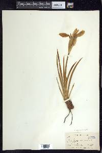 Iris missouriensis image