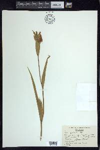 Iris fulva image