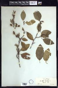 Alnus rhombifolia image